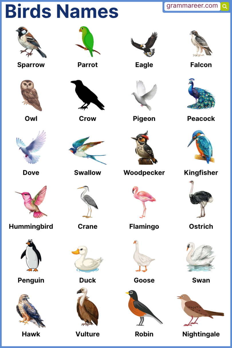 List of 300 Birds Name: Discover Bird Species with their Pictures ...
