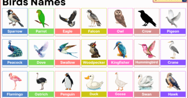 Birds Name in English with Images