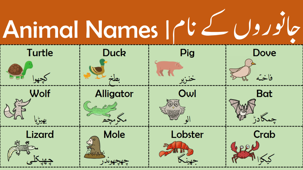 Animal Names Types Of Animals With Urdu Meanings Grammareer Animal Names Types Of Animals With Urdu Meanings Grammareer