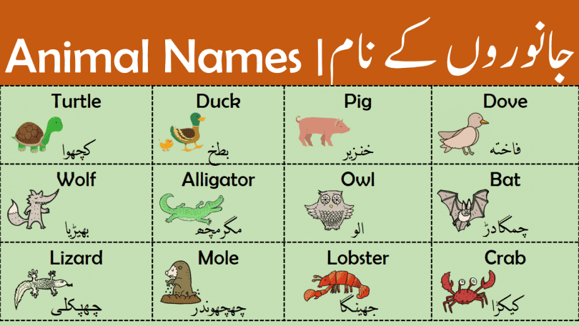 Animal Names | Types of Animals with Urdu Meanings