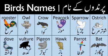 List of Birds Name in English with Urdu Meanings