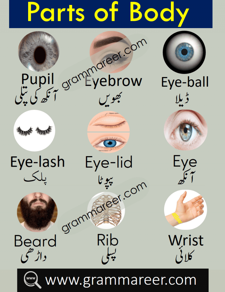 Parts of Body Names Vocabulary in Urdu | Grammareer