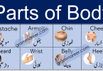 Parts of Body Names Vocabulary in Urdu