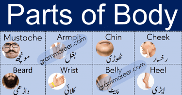 Parts of Body Names Vocabulary in Urdu