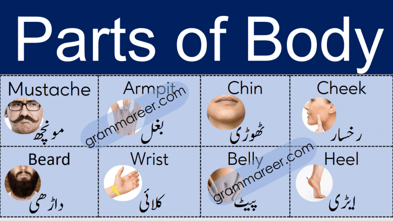 Parts of Body Names Vocabulary in Urdu