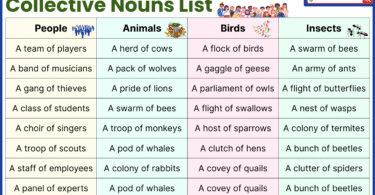 100 Collective Nouns List for People, Animals, and Objects examples