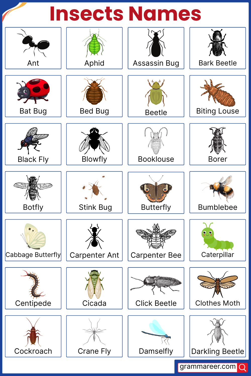 Insects Names for Kids with Pictures