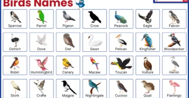 Birds Names | Explore List of 80+ Birds Names with Pictures