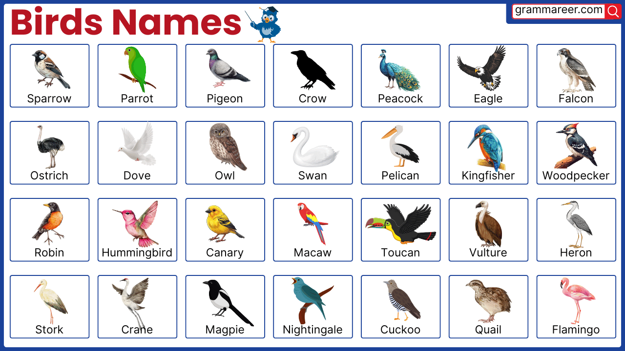 80 Birds Names in English with Pictures - List of Birds Vocabulary, image size:1280x720