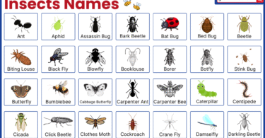 Names of Bugs Insects in English with their Pictures