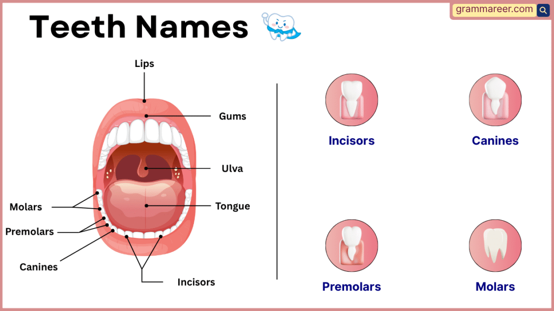 4 Different Teeth Names: Understanding Names of Teeth and their Functions
