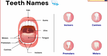 4 Different Teeth Names: Understanding Names of Teeth and their Functions