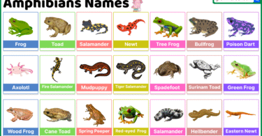 Amphibians Names, Types and Habits in English with Pictures