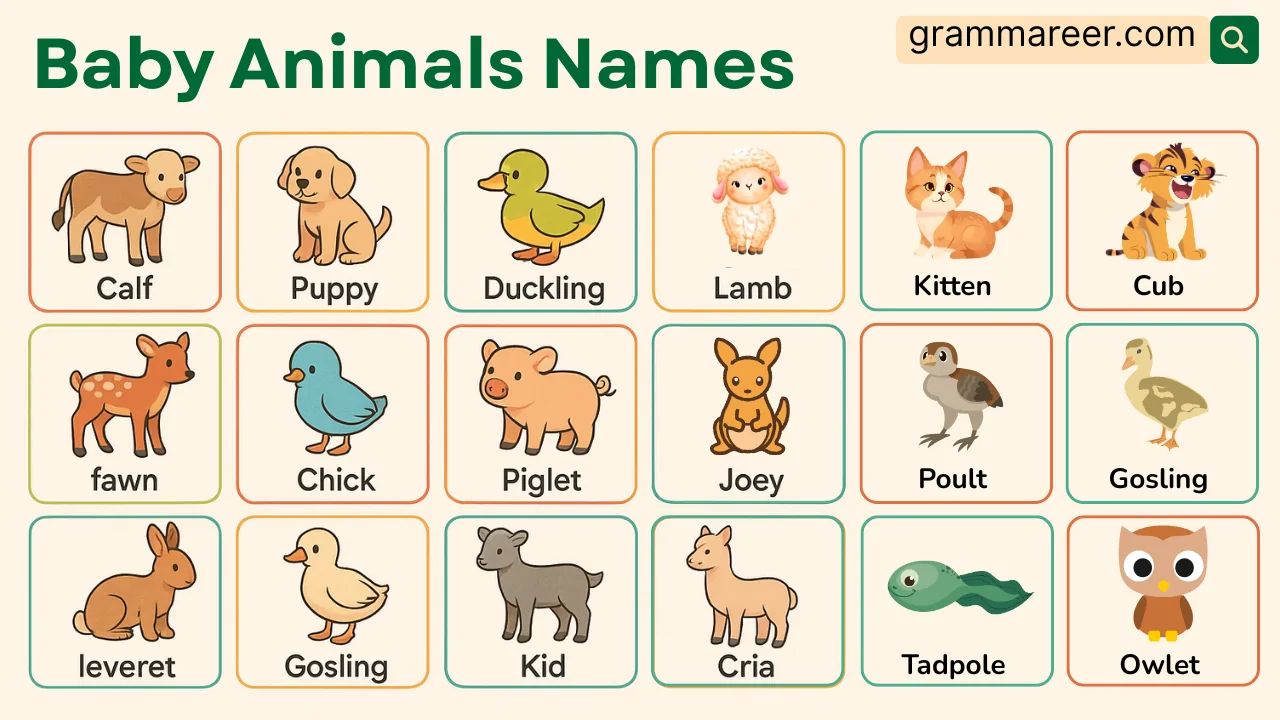 Baby animals names and their pictures for kids in English