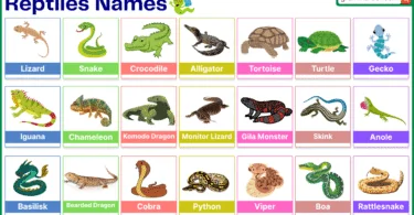 Reptiles Names in English with their Pictures