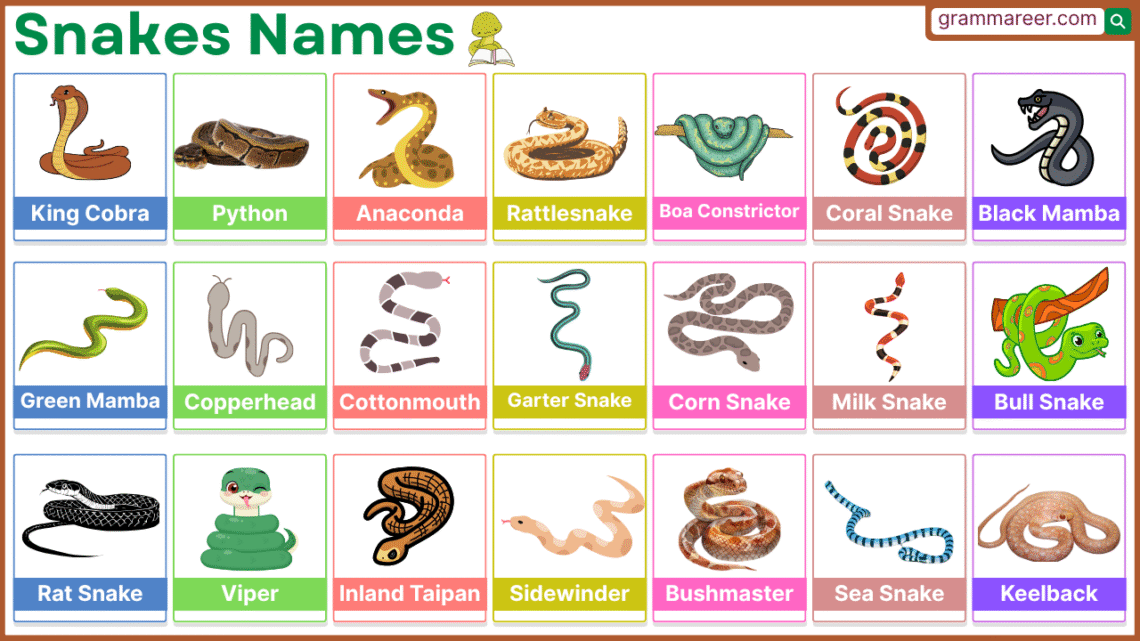 Snakes Names in English with Pictures and their Foods