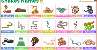 Snakes Names in English with Pictures and their Foods