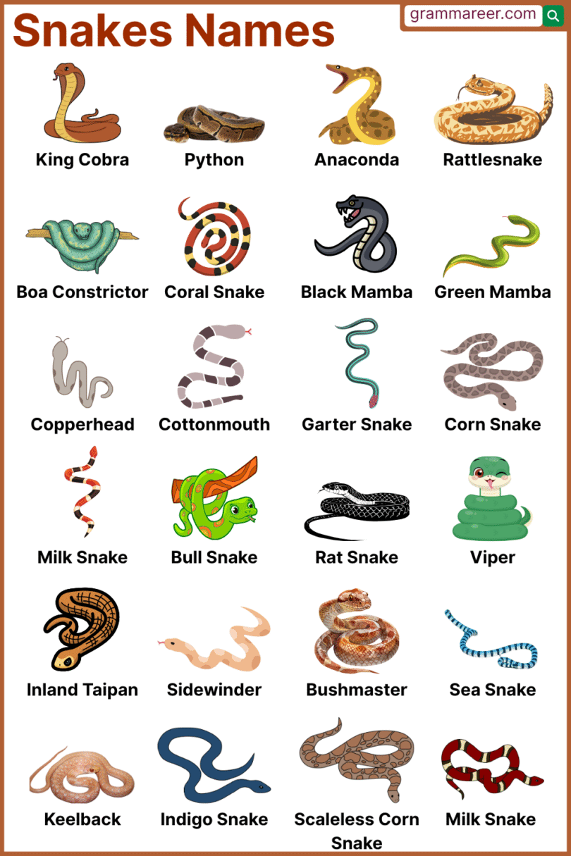 80+ Snakes Names: List, Pictures, Colors and Foods - Grammareer