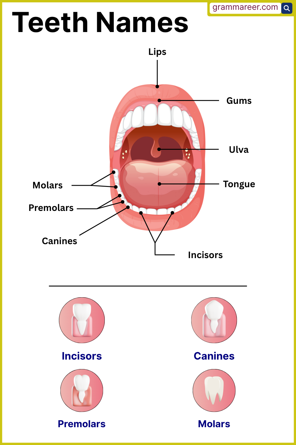 List of Teeth Names in English for Learners