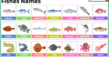 Fish Names in English with Pictures: Complete List