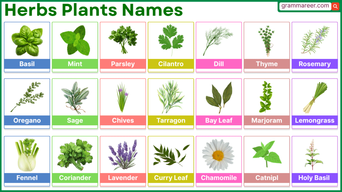 50 Names of Herbs Plants in English with Pictures and List