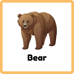 Bear - Large Mammal Found in Forests