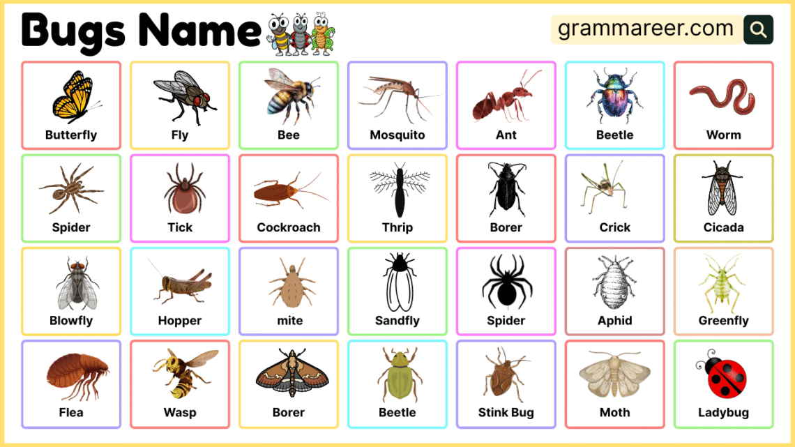 Bugs Names in English with Pictures