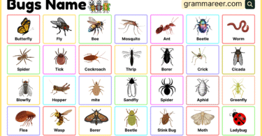 Bugs Names in English with Pictures