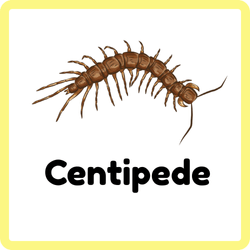 Centipede