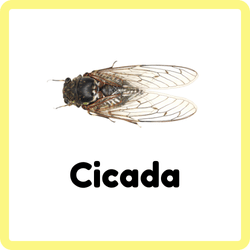 Cicada