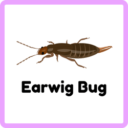 Earwig Bug | Types of Insect Antennae