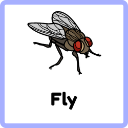Fly House Bugs