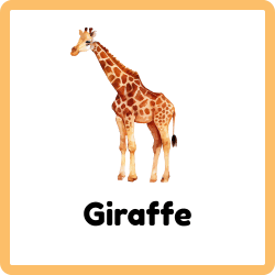 Giraffe - Tallest Land Animal with Long Neck