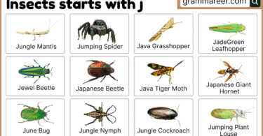 Insects that start with J – June Bug, Jewel Beetle, Japanese Beetle
