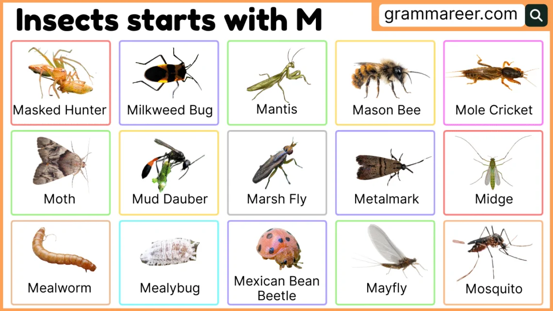 Insects that start with M – names, facts, and examples