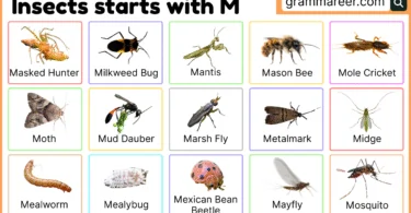Insects that start with M – names, facts, and examples