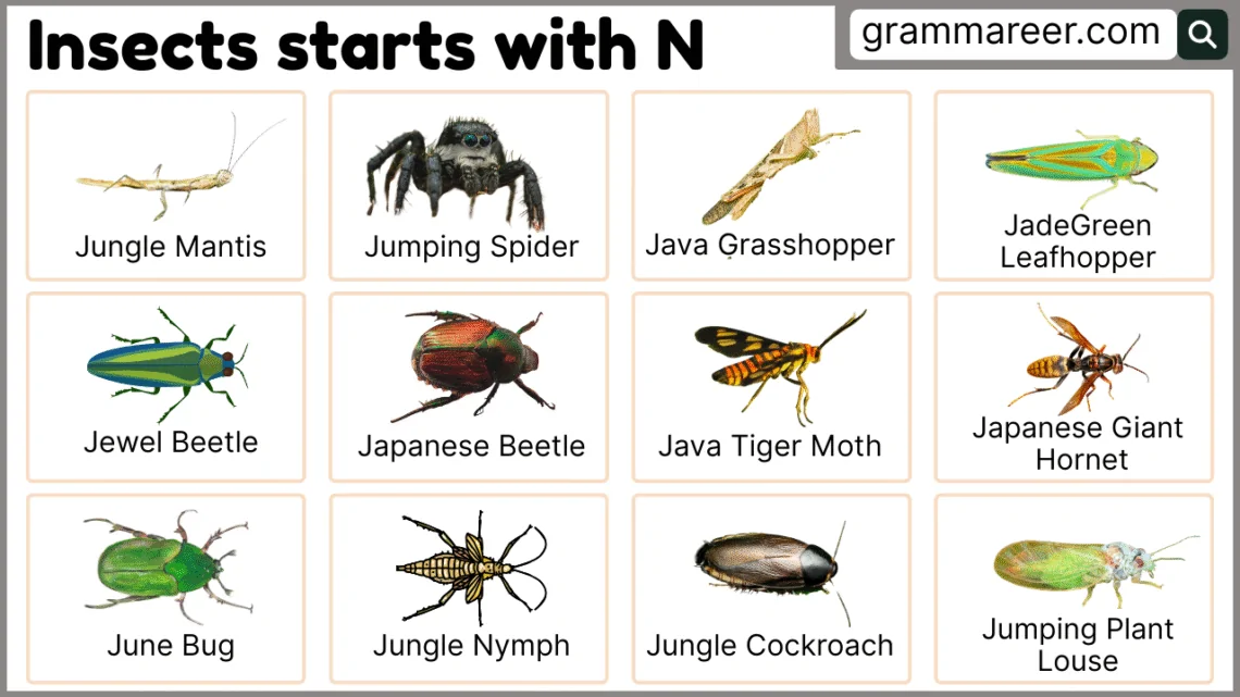 Insects that start with N – names and Pictures
