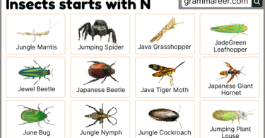 Insects that start with N – names and Pictures