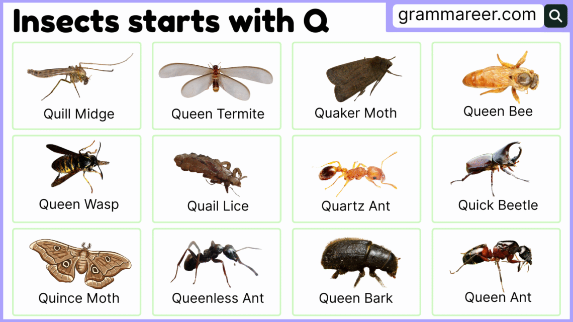 insects beginning with Q – names, examples, and facts