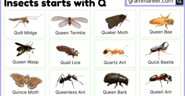 insects beginning with Q – names, examples, and facts