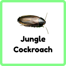 Jungle Cockroach