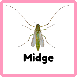 Midge