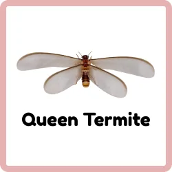 Queen Termite