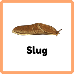 Slug