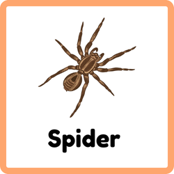 Spider Bug