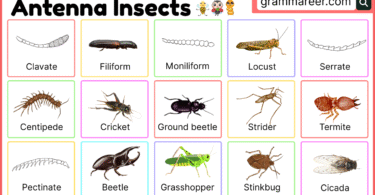 Types of Insect Antennae with Functions and Pictures