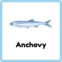 Anchovy | Fish Names