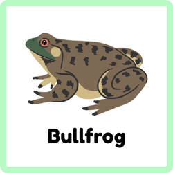 Bullfrog