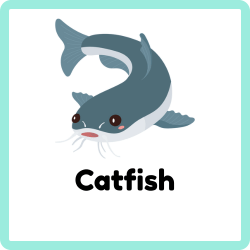 Catfish