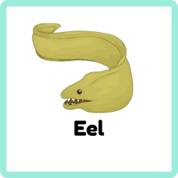 Eel